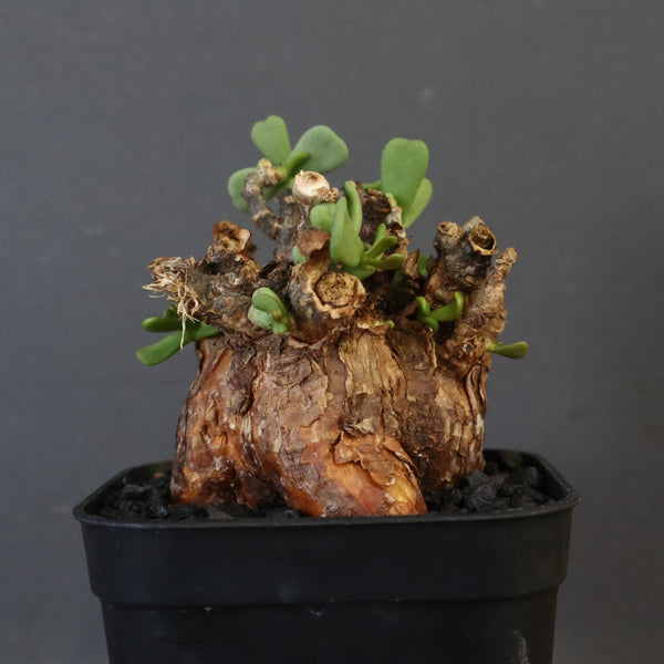 C.ピグマエア 274