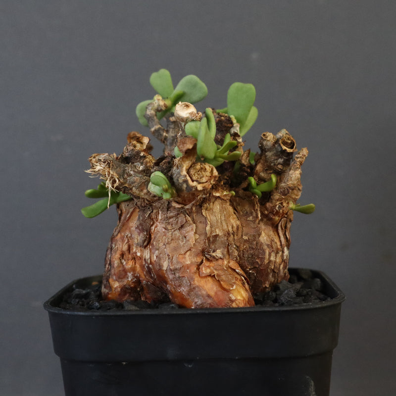 C.ピグマエア 274