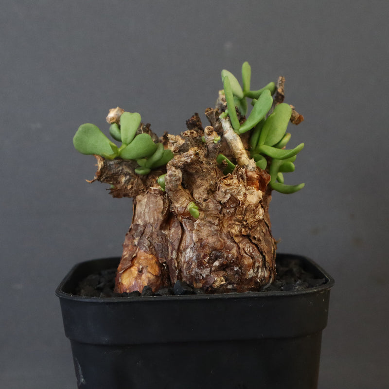 C.ピグマエア 274