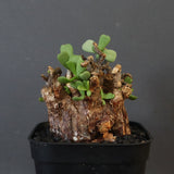 C.ピグマエア 274