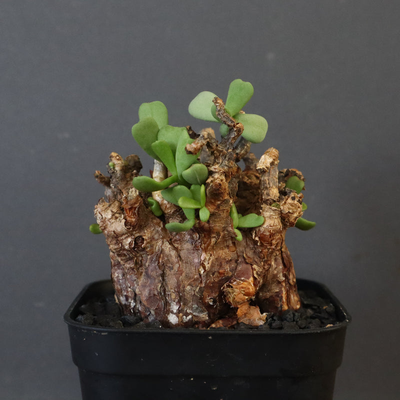 C.ピグマエア 274