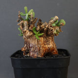 C.ピグマエア 274