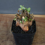 C.ピグマエア 274