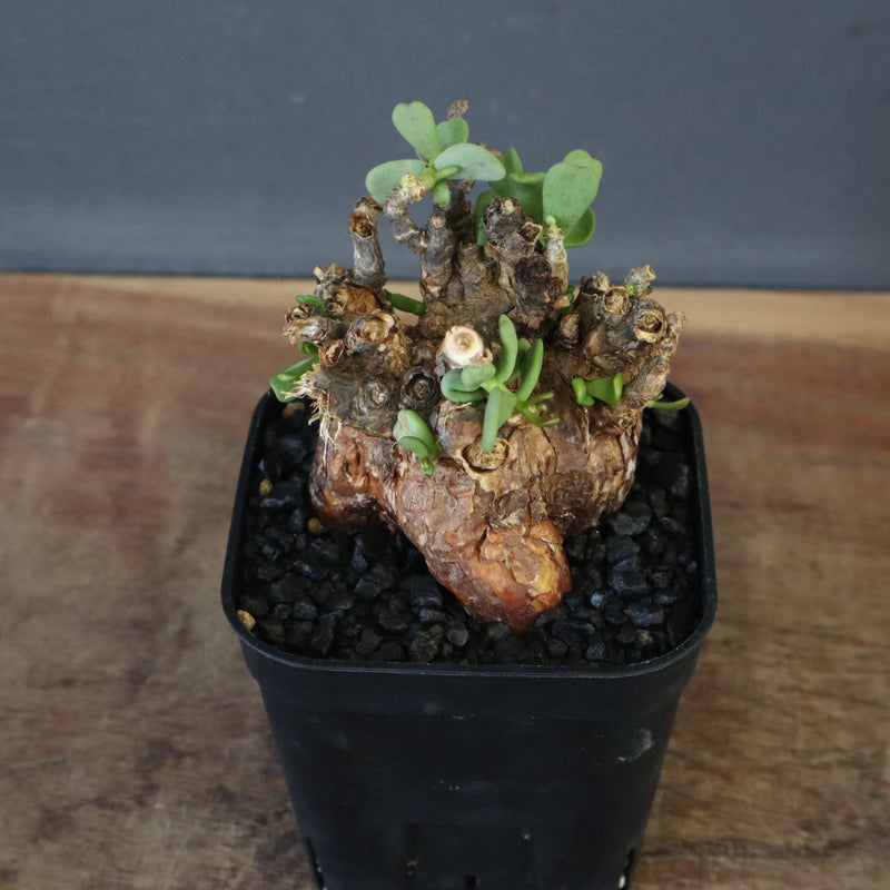 C.ピグマエア 274