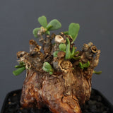 C.ピグマエア 274