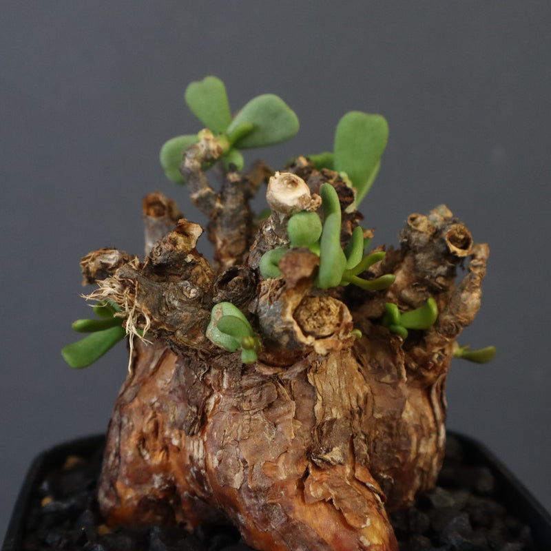 C.ピグマエア 274