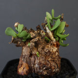 C.ピグマエア 274