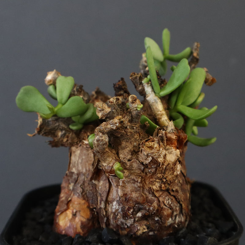 C.ピグマエア 274