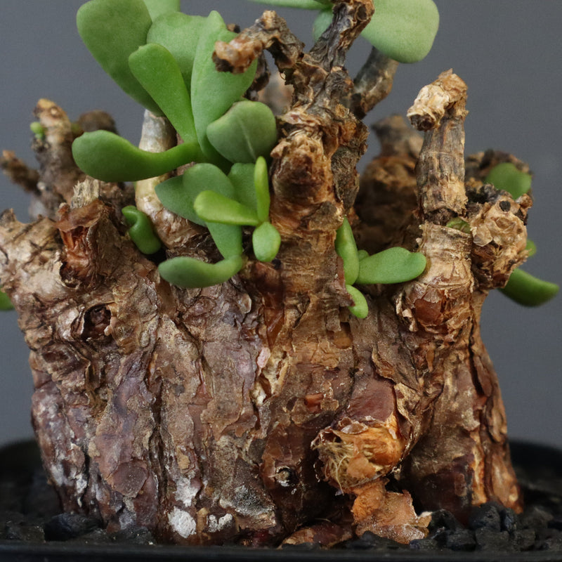 C.ピグマエア 274