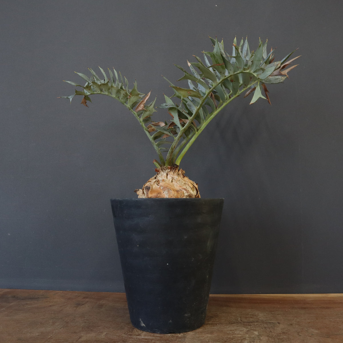 TaiShoDo ONLINE SHOP 塊根植物 多肉植物通販