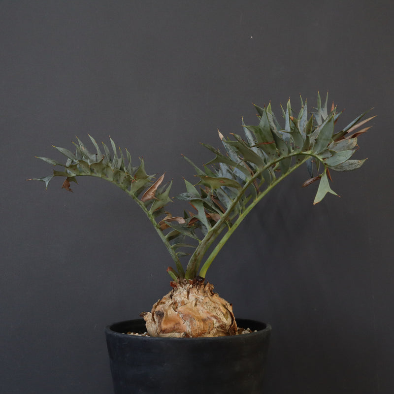 エンセファラルトス ホリダス 85 – TaiShoDo ONLINE SHOP