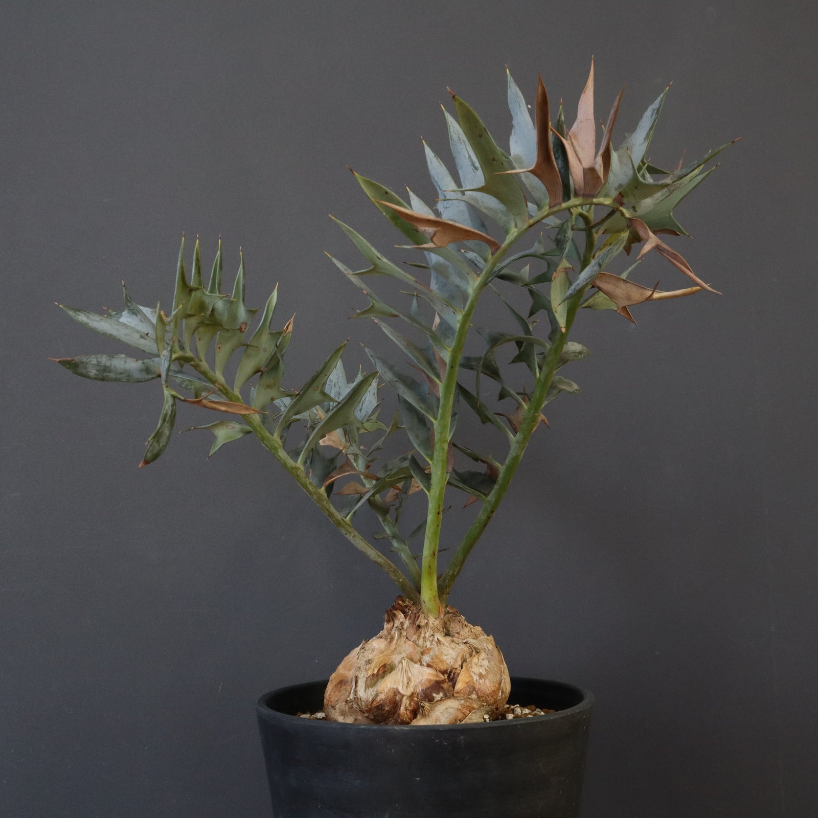 002 エンセファラルトス　ホリダス　ダブルヘッド　フラッシュ中 エンセファラルトス ホリダス 85 – TaiShoDo ONLINE SHOP