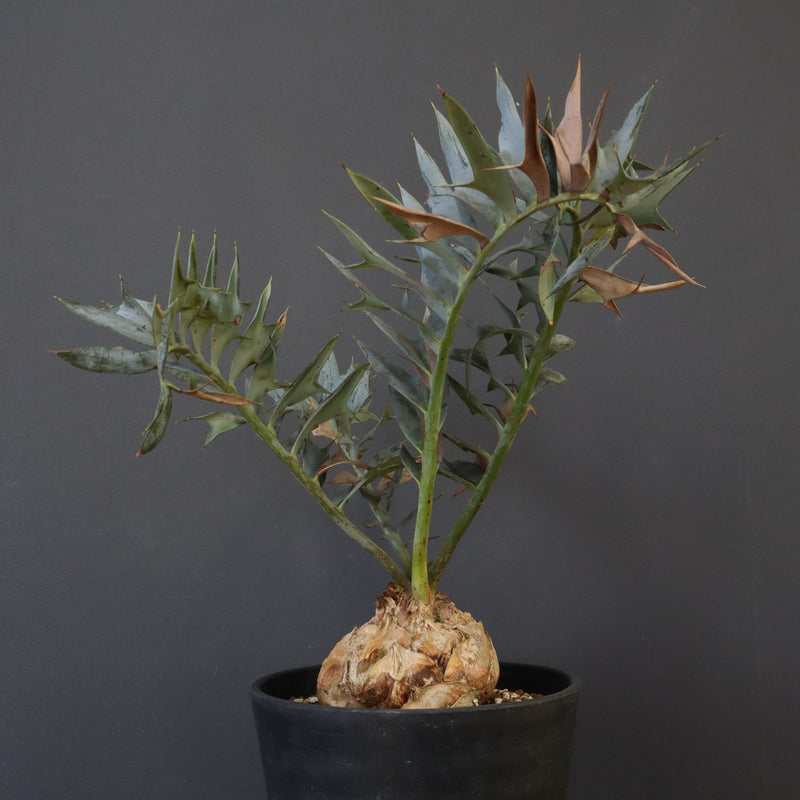 エンセファラルトス ホリダス 85 – TaiShoDo ONLINE SHOP