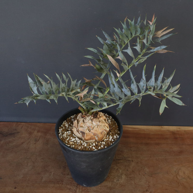 エンセファラルトス ホリダス 85 – TaiShoDo ONLINE SHOP