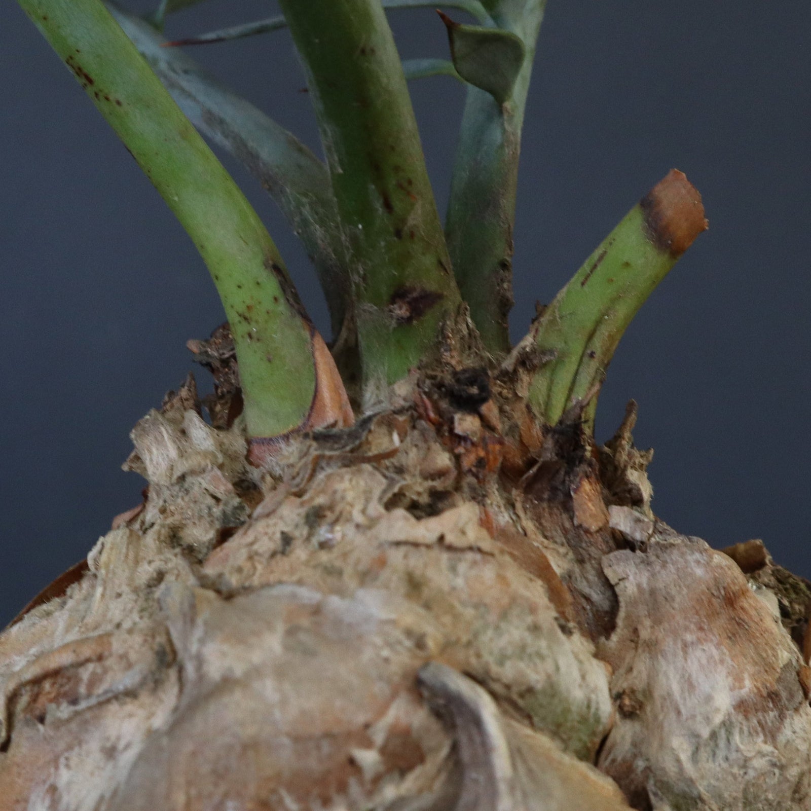 エンセファラルトス ホリダス 85 – TaiShoDo ONLINE SHOP