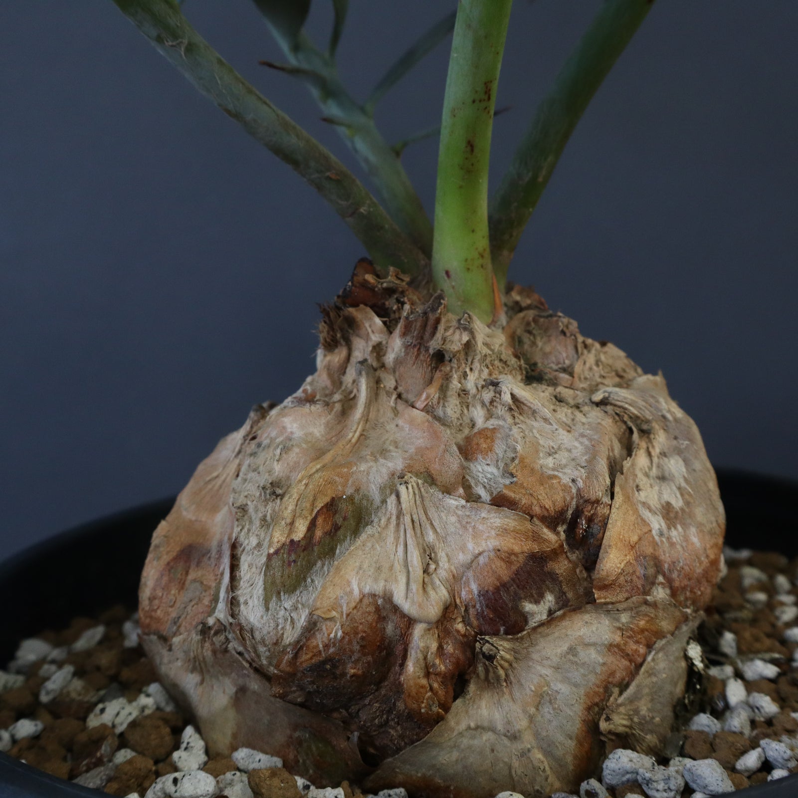 エンセファラルトス ホリダス 85 – TaiShoDo ONLINE SHOP