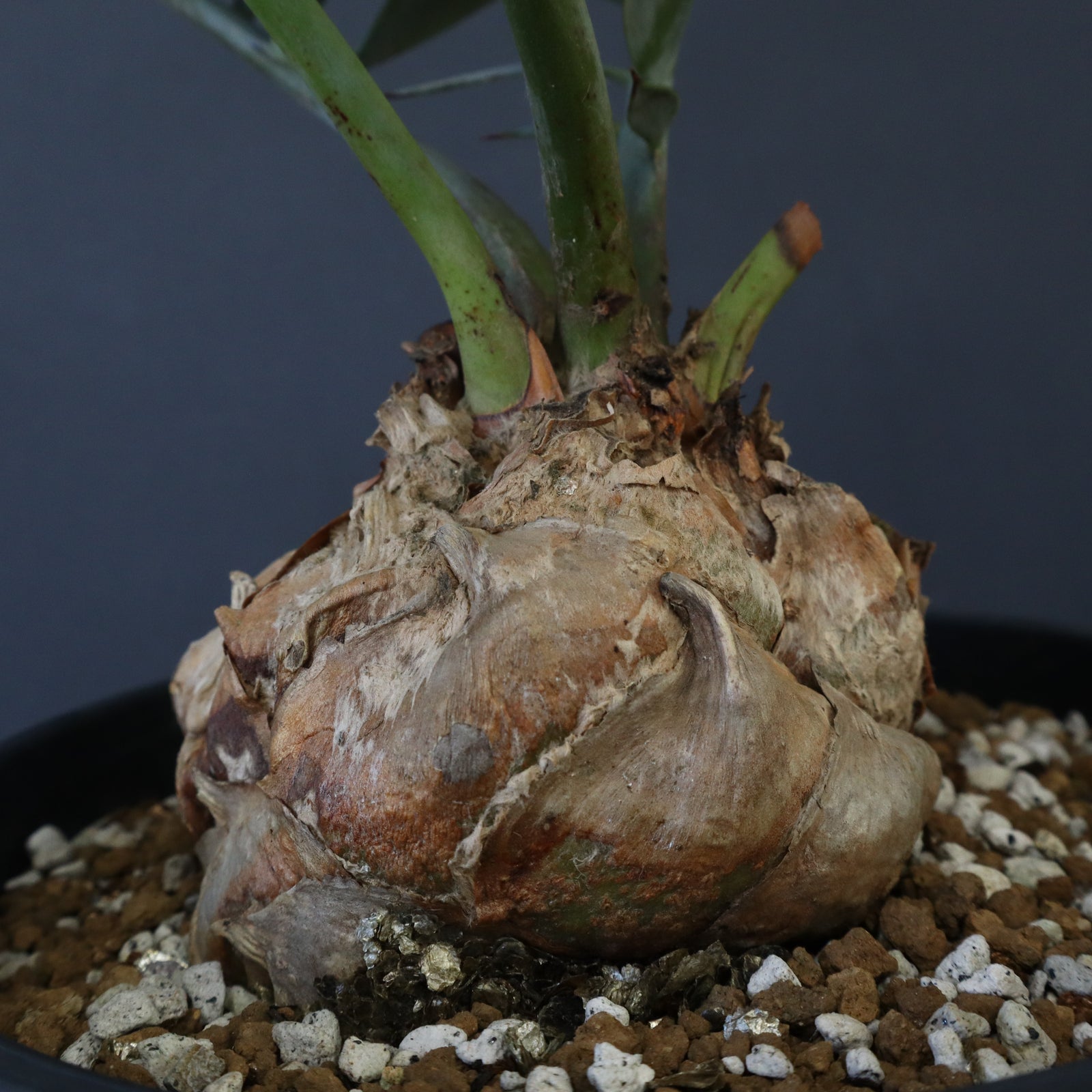 エンセファラルトス ホリダス 85 – TaiShoDo ONLINE SHOP