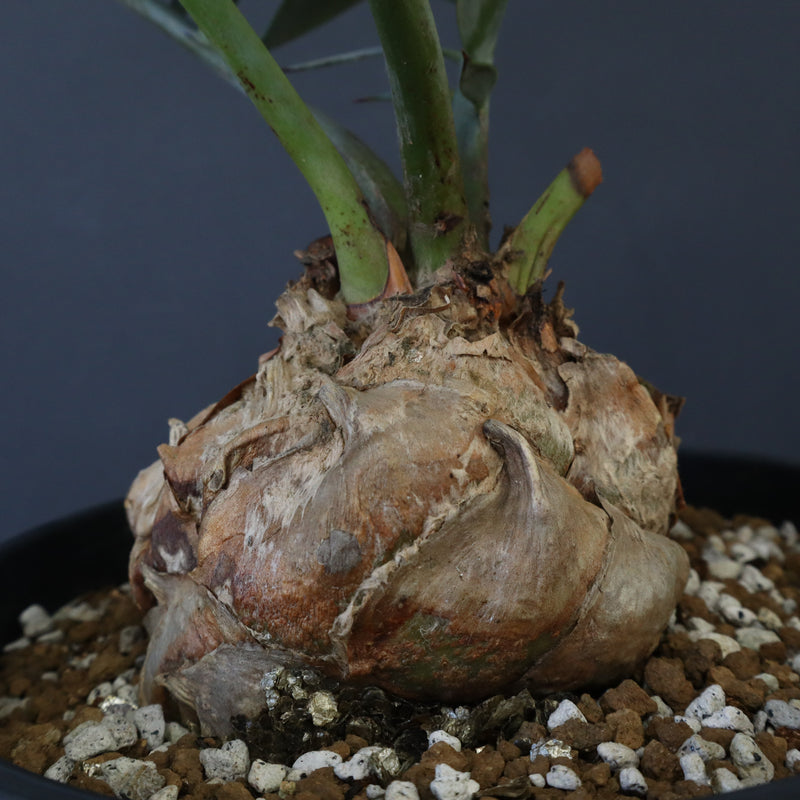 【南ア産・発根済】エンセファラルトス・ホリダス 強シルバーリーフ No3-52 南ア産・発根済】エンセファラルトス・ホリダス 強シルバー