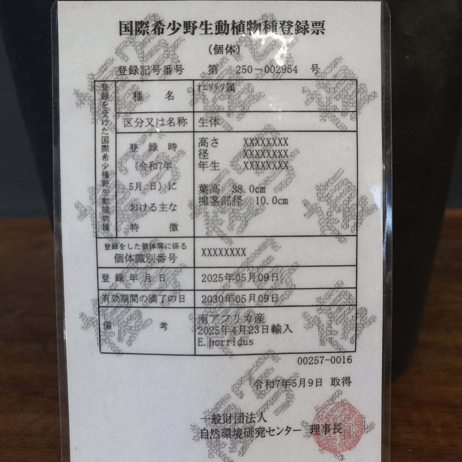 エンセファラルトス ホリダス 85 – TaiShoDo ONLINE SHOP