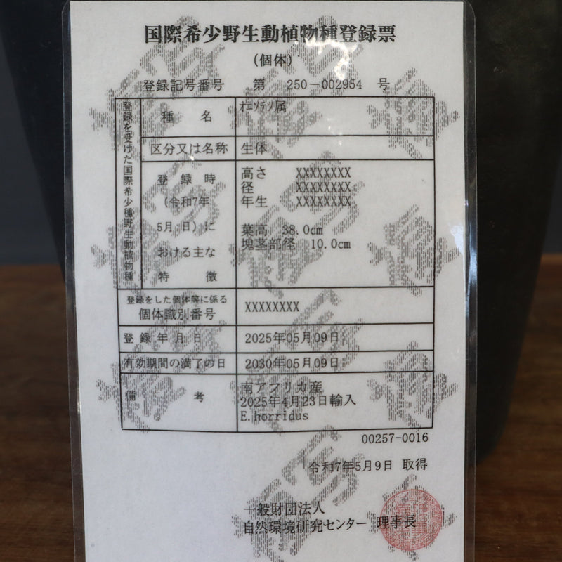 エンセファラルトス ホリダス 85 – TaiShoDo ONLINE SHOP