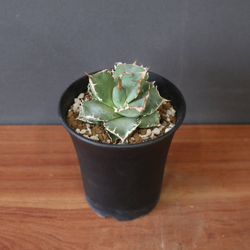 DRAGON AGAVE】アガベ 清櫻 EC2803 – TaiShoDo ONLINE SHOP