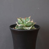 【DRAGON AGAVE】アガベ 清櫻　EC2803
