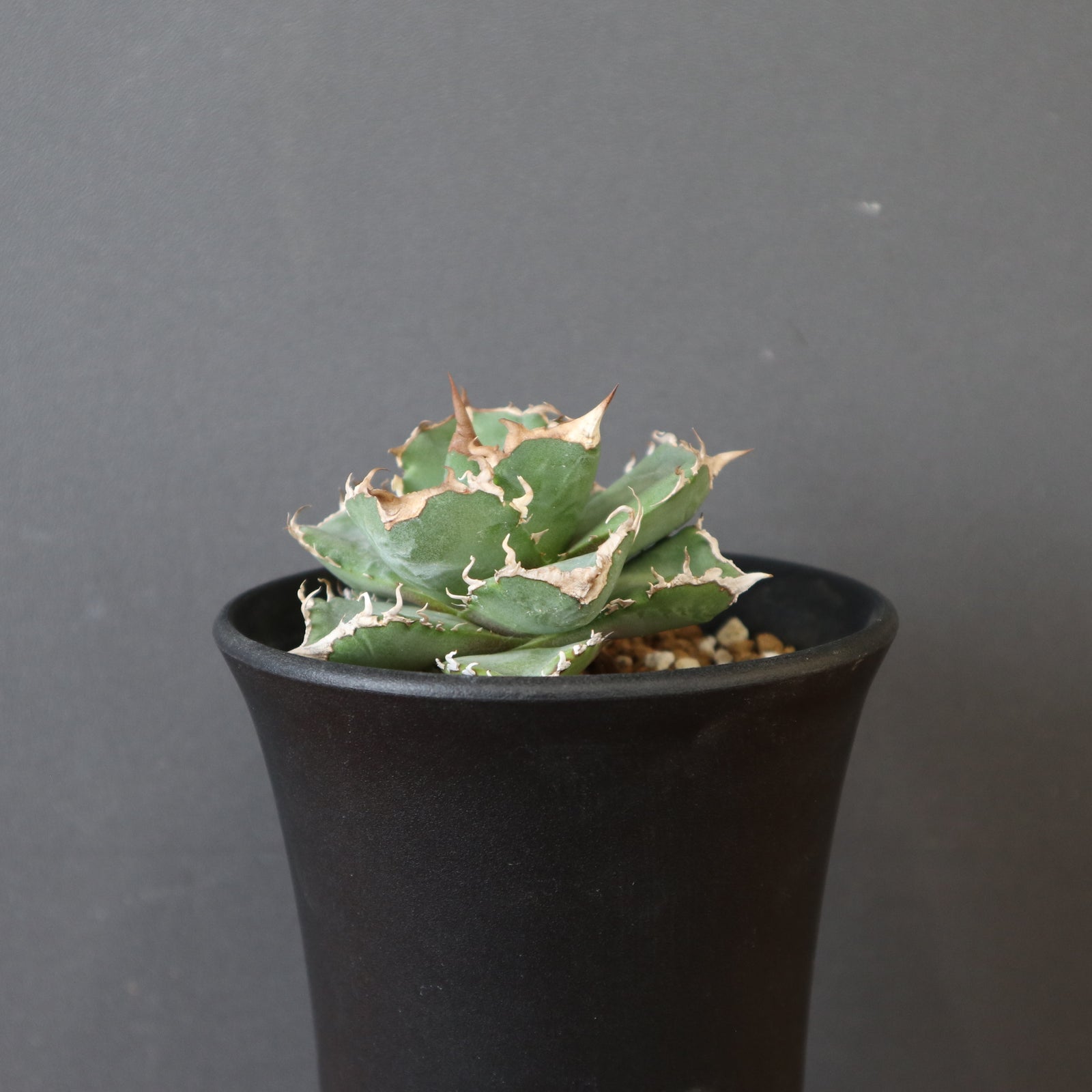 DRAGON AGAVE】アガベ 清櫻 EC2803 – TaiShoDo ONLINE SHOP