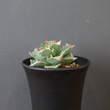 【DRAGON AGAVE】アガベ 清櫻　EC2803