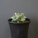 【DRAGON AGAVE】アガベ 清櫻　EC2803