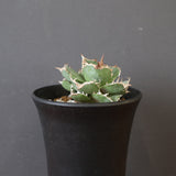 【DRAGON AGAVE】アガベ 清櫻　EC2803