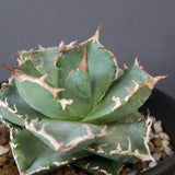 【DRAGON AGAVE】アガベ 清櫻　EC2803