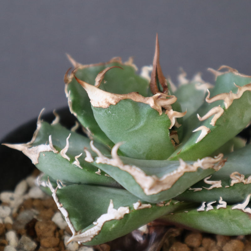 DRAGON AGAVE】アガベ 清櫻 EC2803 – TaiShoDo ONLINE SHOP