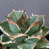 【DRAGON AGAVE】アガベ 精品 緑犀牛 EC2804