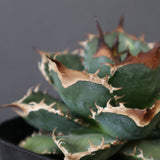 【DRAGON AGAVE】アガベ 精品 緑犀牛 EC2804