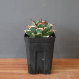 【DRAGON AGAVE】アガベ 精品 緑犀牛 EC2804