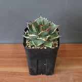 【DRAGON AGAVE】アガベ 精品 緑犀牛 EC2804