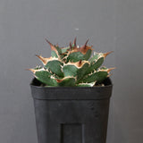 【DRAGON AGAVE】アガベ 精品 緑犀牛 EC2804