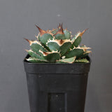 【DRAGON AGAVE】アガベ 精品 緑犀牛 EC2804