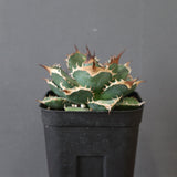 【DRAGON AGAVE】アガベ 精品 緑犀牛 EC2804