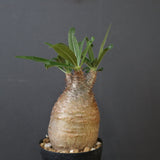 P.グラキリス 2238
