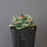 【DRAGON AGAVE】アガベ 精品 緑犀牛 EC2804