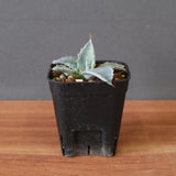 【DRAGON AGAVE】アガベ 特白肌×屈原實生 EC2807