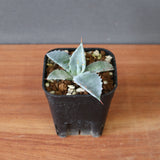 【DRAGON AGAVE】アガベ 特白肌×屈原實生 EC2807