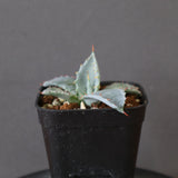 【DRAGON AGAVE】アガベ 特白肌×屈原實生 EC2807