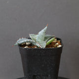 【DRAGON AGAVE】アガベ 特白肌×屈原實生 EC2807