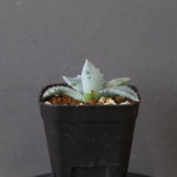 【DRAGON AGAVE】アガベ 特白肌×屈原實生 EC2807