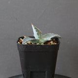 【DRAGON AGAVE】アガベ 特白肌×屈原實生 EC2807