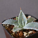 【DRAGON AGAVE】アガベ 特白肌×屈原實生 EC2807