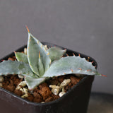 【DRAGON AGAVE】アガベ 特白肌×屈原實生 EC2807