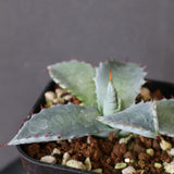 【DRAGON AGAVE】アガベ 特白肌×屈原實生 EC2806